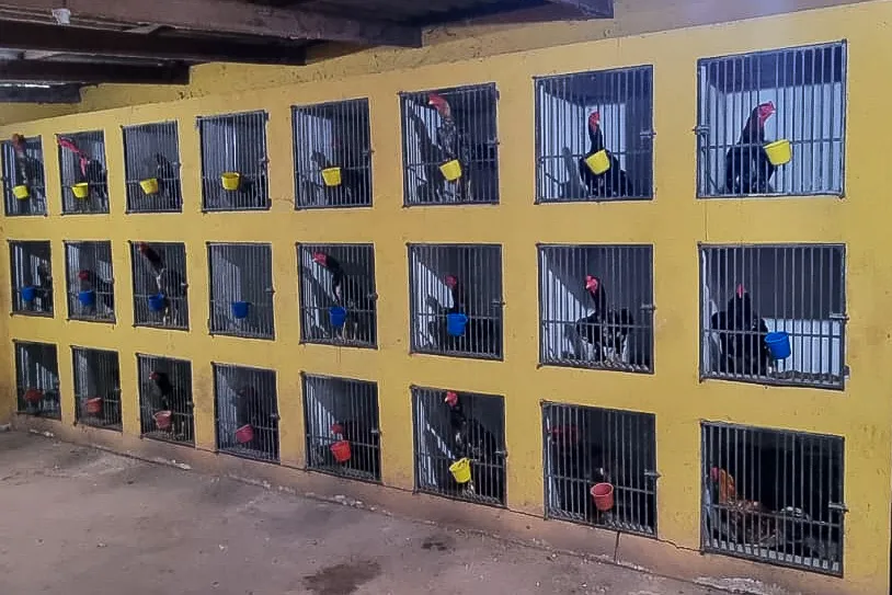 Guarda Municipal detém três suspeitos após denúncia de rinha de galos no Jardim Marajoara