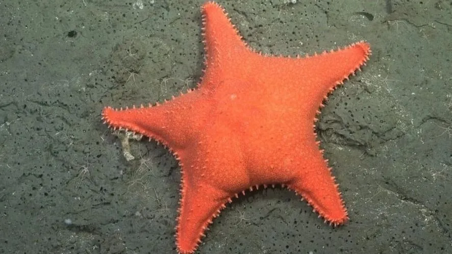 Entre os achados que mais chamaram a atenção dos pesquisadores estava uma estrela-do-mar com formato e características físicas que lembram o personagem Patrick Estrela • 1-Estrela-do-Mar-encontrada-em-aguas-Argentinas-por-cientistas