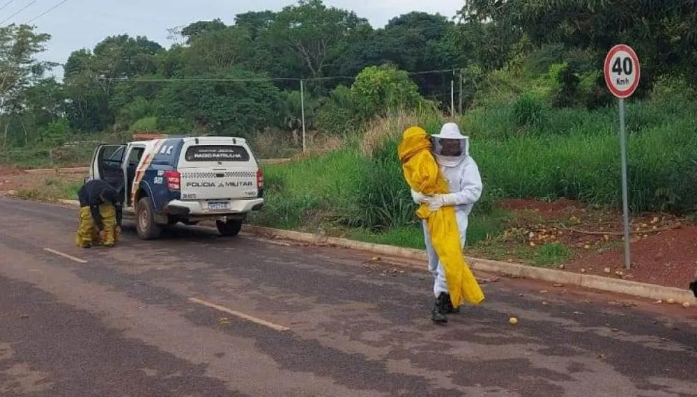 Ataque de abelhas deixa 9 pessoas feridas, incluindo bebê de 4 meses, em MT